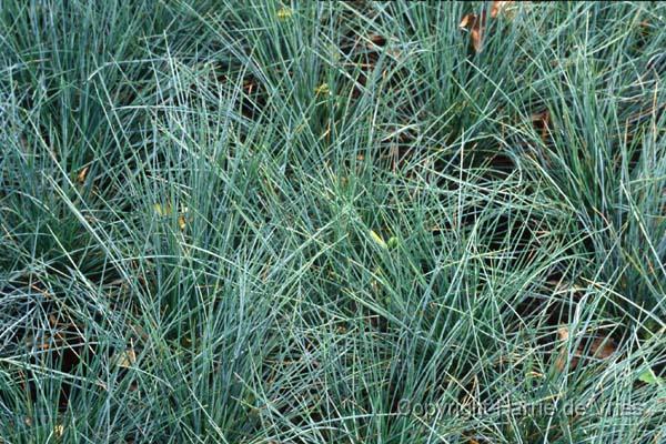 Festuca cinerea 'Elijah Blue'