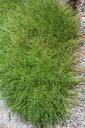 FESTUCA gautieri 'Pic Carlit'