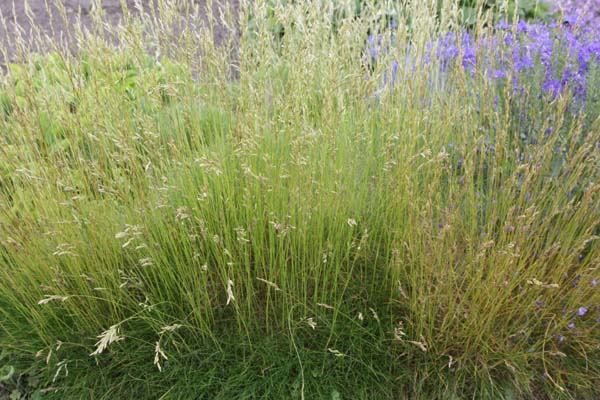 Festuca gautieri (scoparia)