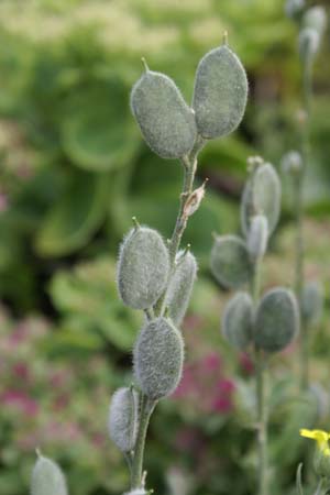 Fibigia clypeata