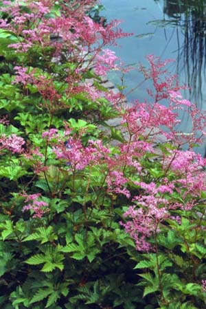 Filipendula 'Kahome'