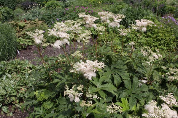 Filipendula koreana