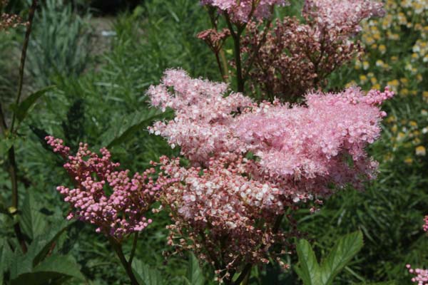 Filipendula rubra 'Venusta'