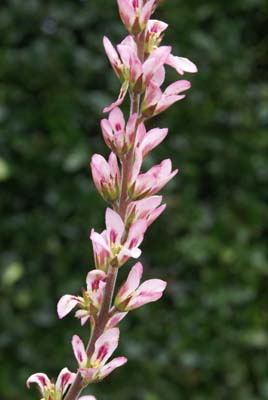 FRANCOA sonchifolia 'Pink Giant'