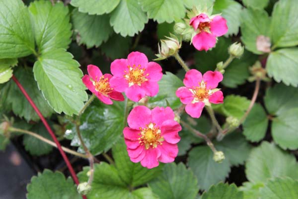 FRAGARIA vesca 'Rubra'