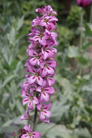 Francoa