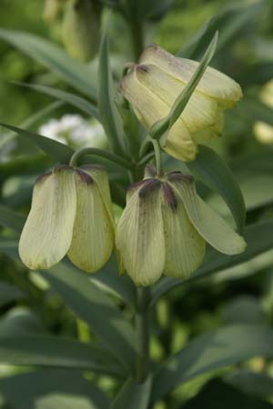 Fritillaria pallidiflora