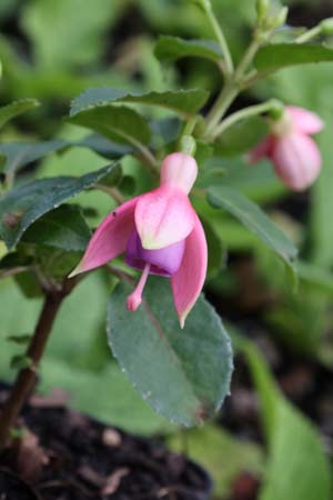 Fuchsia 'Alison Ewart'