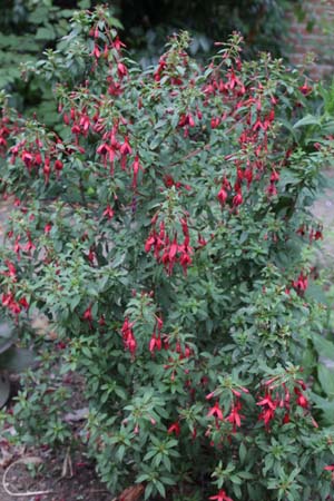 Fuchsia 'David'