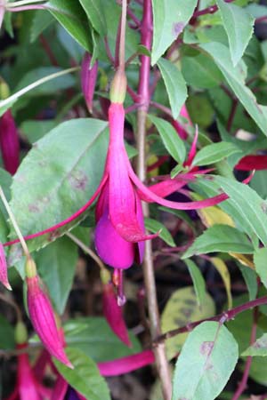 Fuchsia 'Delicate Purple'