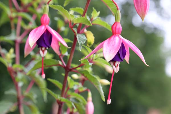 Fuchsia 'Finja'