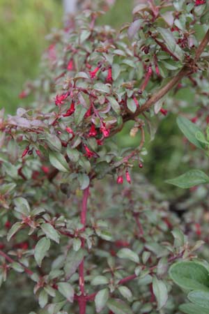 Fuchsia ex 'Marlies de Keijzer' zaailing