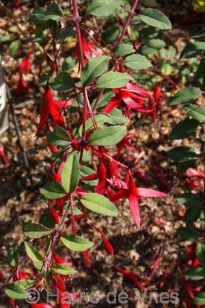 Fuchsia magellanica 'Thompsonii'