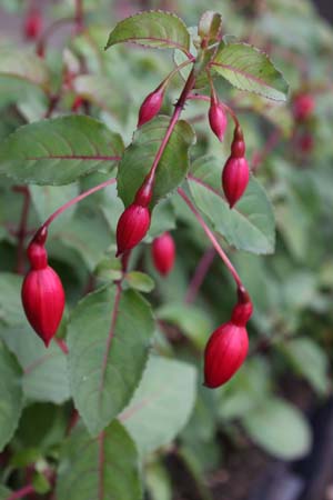 Fuchsia 'Mrs. Popple'