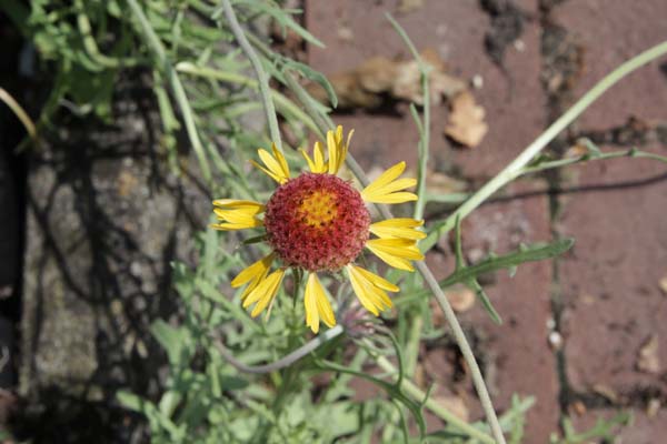 Gaillardia pinnatifida