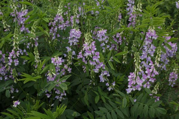 Galega hartlandii 'His Majesty'