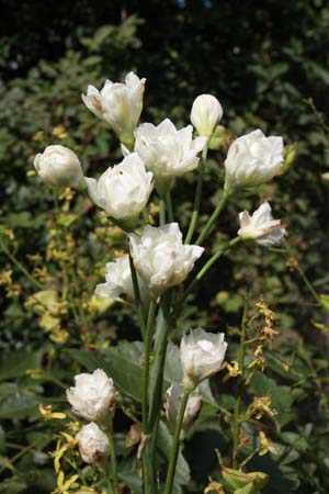 GALTONIA candicans 'Moonbeam'