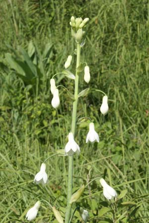 GALTONIA candicans