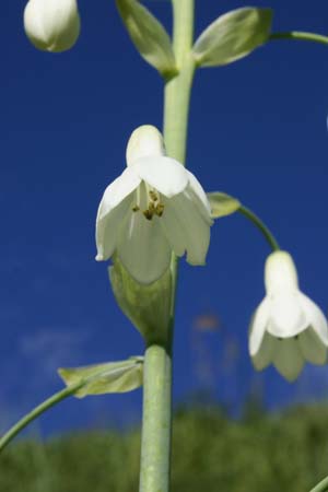 Galtonia candicans