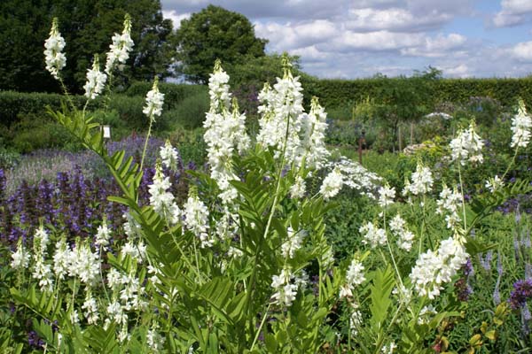 Galega hartlandii 'Alba'