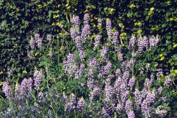 Galega hartlandii 'His Majesty'