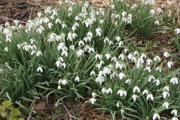 Galanthus