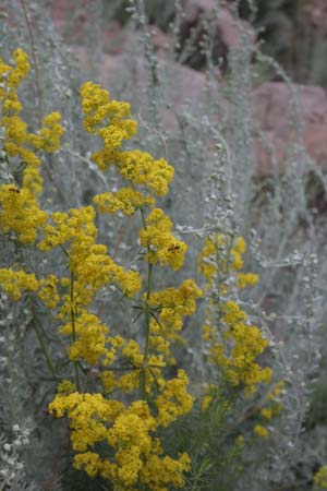 Galium verum