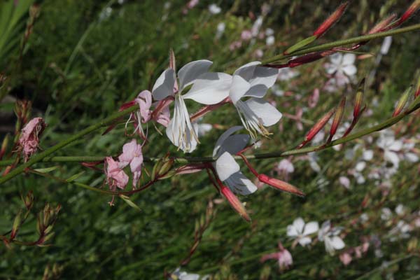 GAURA lindheimeri 'Danika'