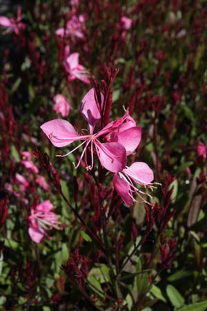 Gaura lindheimeri 'Tutti Frutti'