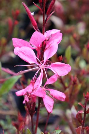 Gaura lindheimeri 'Tutti Frutti'