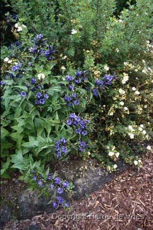 Gentiana asclepiadea