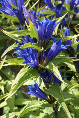 Gentiana asclepiadea