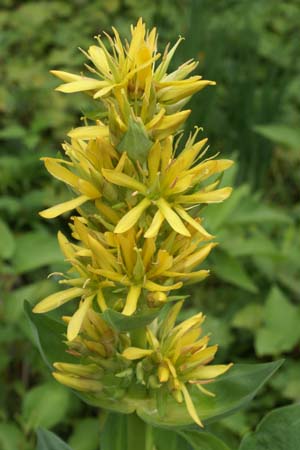 Gentiana lutea