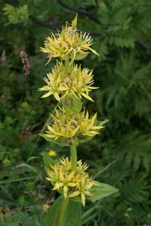 Gentiana lutea