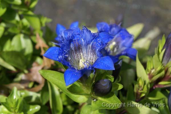 Gentiana septemfida lagodechiana 'Selekt'