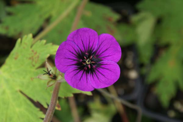 Geranium 'Ann Folkard'