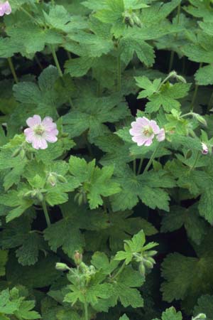 Geranium 'Chantilly'