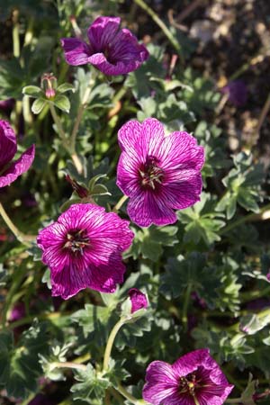 Geranium cinereum 'Purple Pillow'