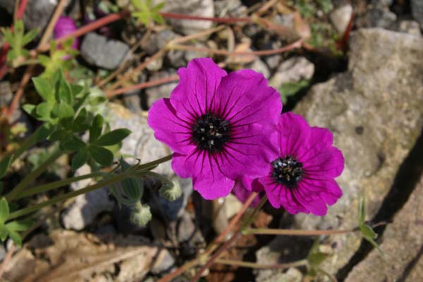 Geranium cinerium subcaulescens