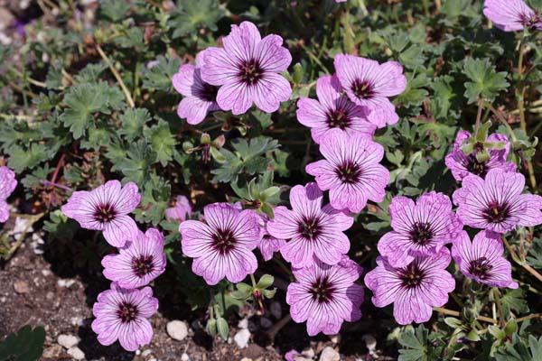 Geranium cinereum 'Ballerina'