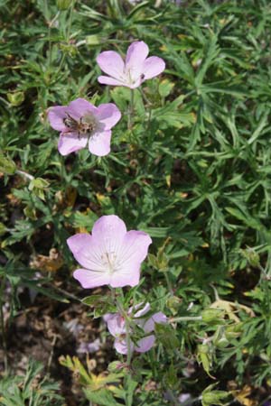 Geranium clarkei 'Kashmir Pink'