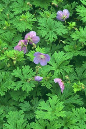 Geranium himalayense 'Baby Blue'