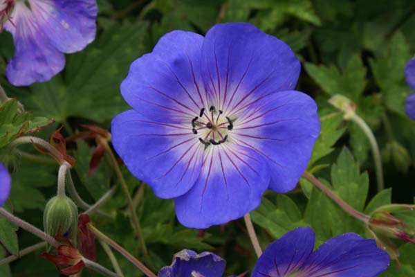 Geranium 'Jolly Bee'