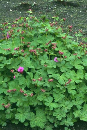 Geranium macrorrhizum 'Pindus'