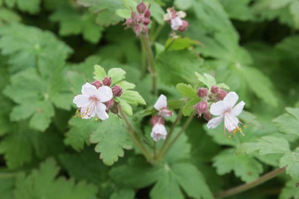 Geranium macrorrhizum 'Album'