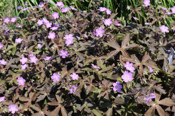 Geranium maculatum 'Hot Chocolate'