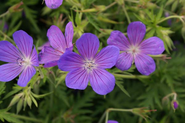 Geranium 'Nimbus'