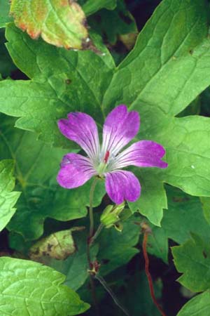 GERANIUM nodosum 'Swish Purple'