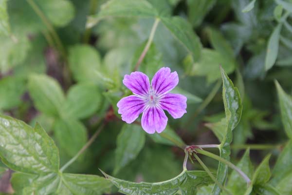 Geranium nodosum 'Fieldings Folly' (was 'Tony's Talisman')