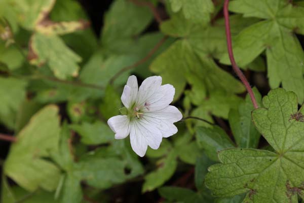 Geranium x oxonianum 'Ankum's White'